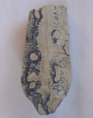 Locality: Teutonia, Misburg. Height: 80 mm Locality: Teutonia, Misburg
Height: 80 mm
