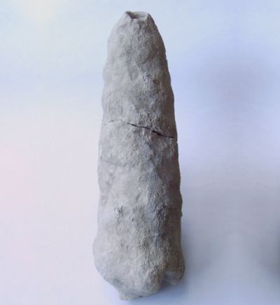 Locality: Teutonia, Misburg. Height: 200 mm Locality: Teutonia, Misburg
Height: 200 mm