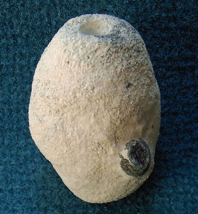 Locality: Teutonia, Misburg. Height: 60 mm Locality: Teutonia, Misburg
Height: 60 mm