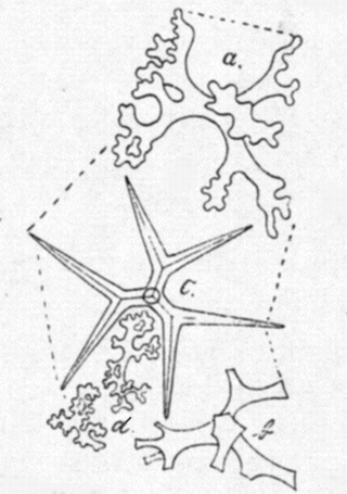 After Schrammen (1910) After Schrammen (1910)