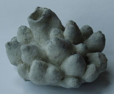 Locality: Teutonia, Misburg. Diameter: 100 mm Locality: Teutonia, Misburg
Diameter: 100 mm