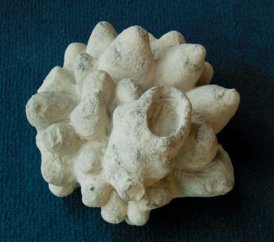 Locality: Teutonia, Misburg. Diameter: 100 mm Locality: Teutonia, Misburg
Diameter: 100 mm