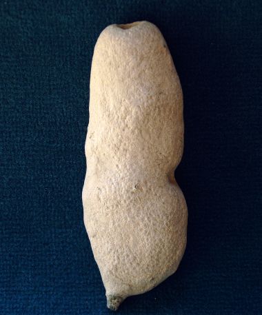 Locality: Teutonia, Misburg. Diameter: 100 mm Locality: Teutonia, Misburg
Diameter: 100 mm