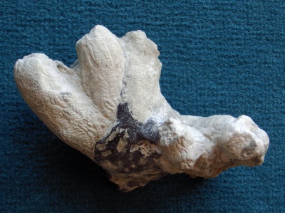 Locality. Teutonia, Misburg
Width: 75 mm