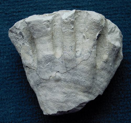 Locality: Alemannia, H&ouml;ver
Width: 70 mm