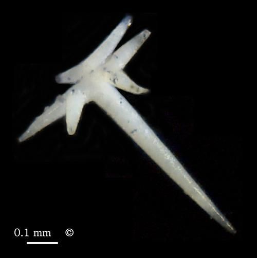 Propachastrella: dichotriaene