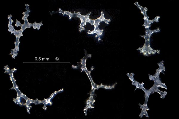 Locality: Alemannia, Höver.
Rhizoclones