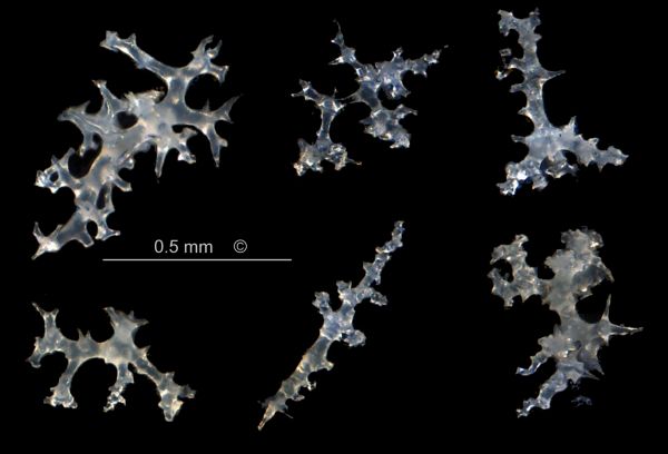 Locality: Alemannia, Höver.
Rhizoclones