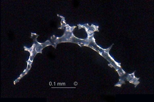 Locality: Alemannia, Höver.
Rhizoclone