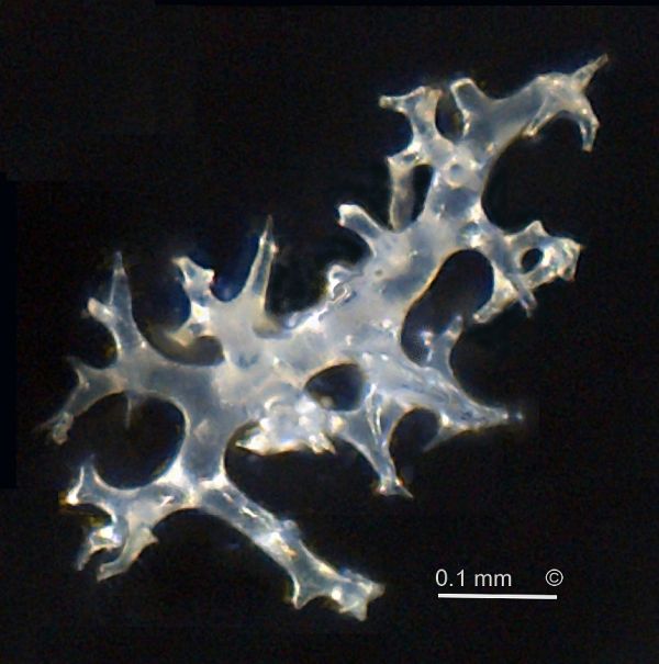 Locality: Alemannia, Höver.
Rhizoclone