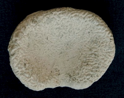 Locality: Teutonia, Misburg
 Size: 70 mm