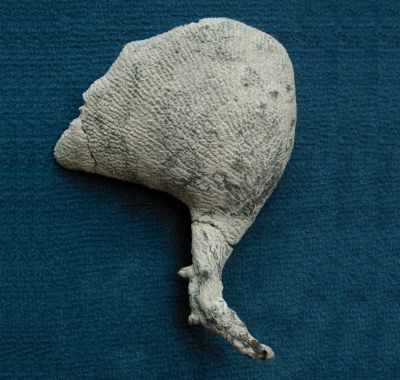 Locality: Teutonia, Misburg
 Height: 140 mm