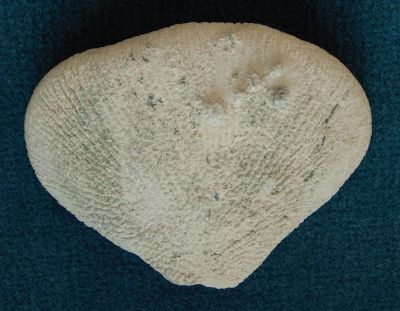 Locality: Teutonia, Misburg
 Size: 90 mm