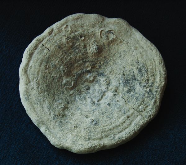 Locality: Teutonia, Misburg
Diameter: 140 mm