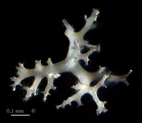 Locality. Alemannia, Höver
Tetraclone