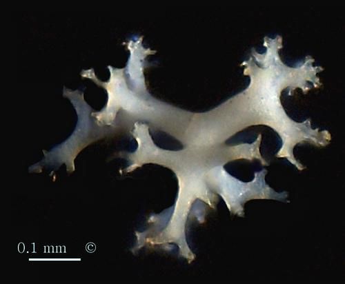 Locality. Alemannia, Höver
Tetraclone