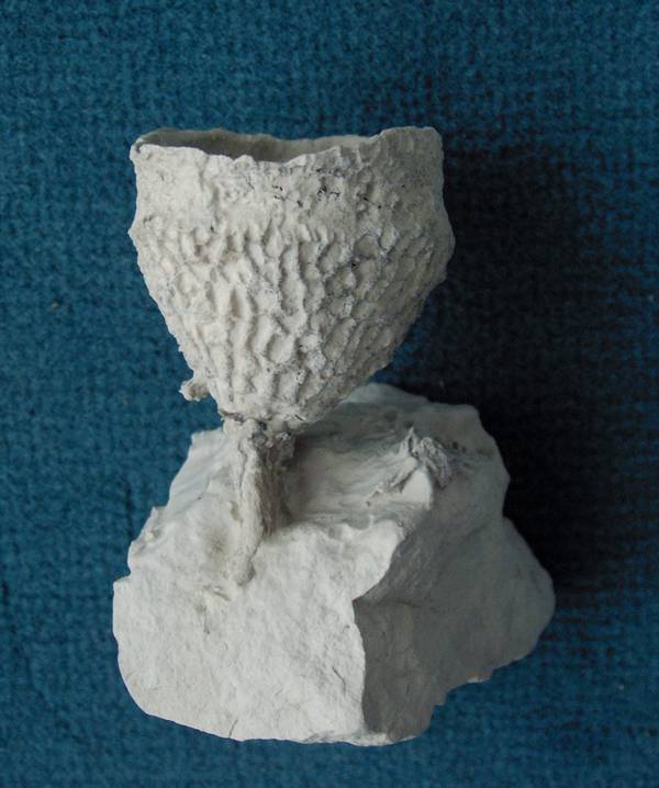 Locality: Alemannia, Höver. Height: 50 mm