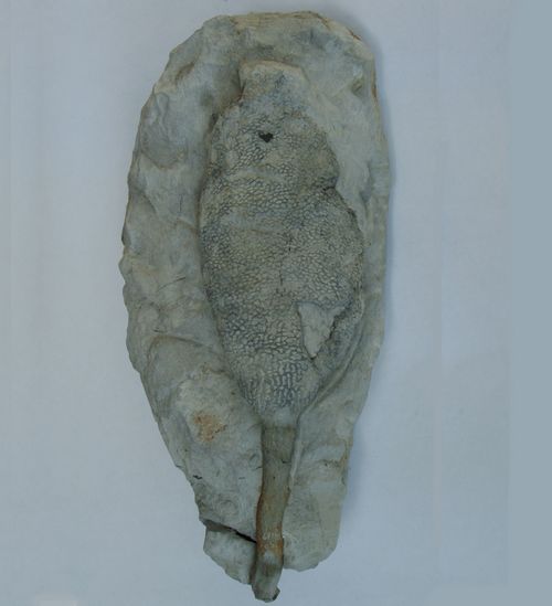 Locality: Teutonia, Misburg
Height: 200 mm