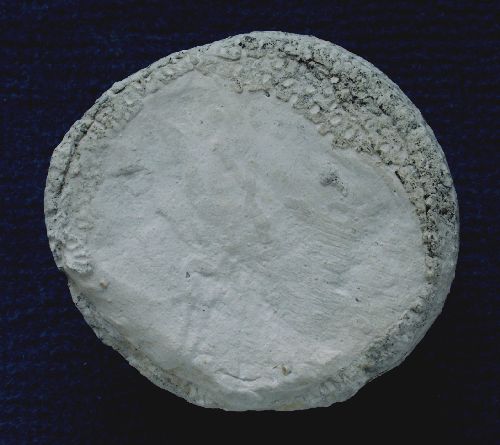 Locality: Alemannia, Höver
Width: 50 mm