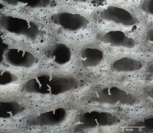 Locality: Alemannia, Höver