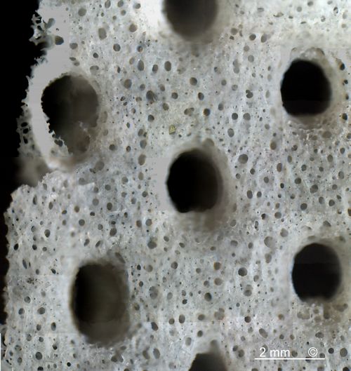 Locality: Alemannia, Höver