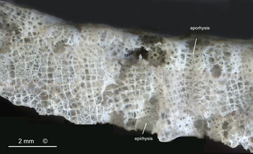 Locality: Alemannia, Höver