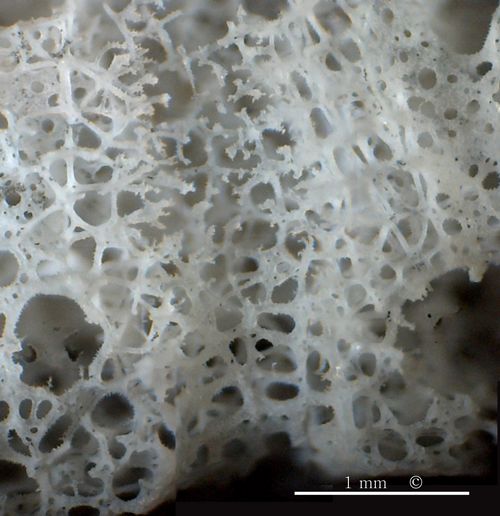 Locality: Alemannia, Höver