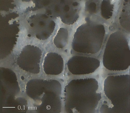 Locality: Alemannia, Höver