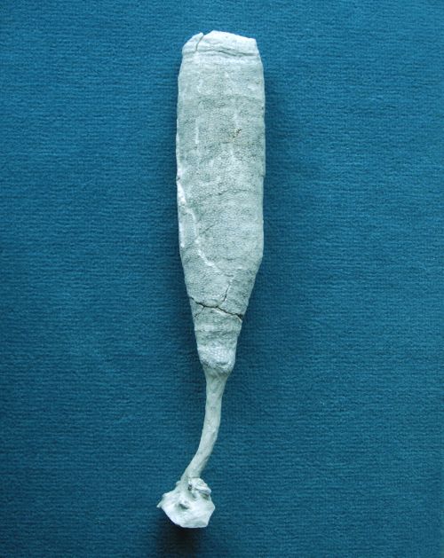 Locality: Teutonia, Misburg
Height: 290 mm