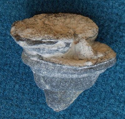 Locality: Teutonia, Misburg
Max. diameter: 30 mm