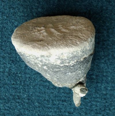 Locality: Teutonia, Misburg
Max. diameter: 40 mm