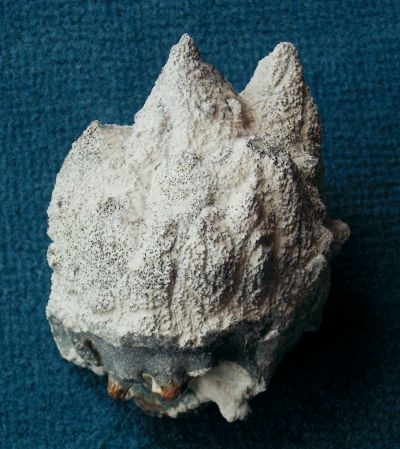 Locality: Teutonia, Misburg
Diameter: 60 mm