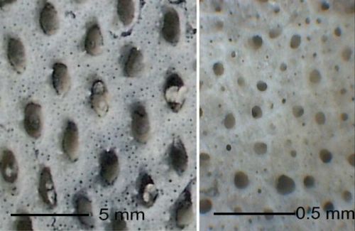 Pores. Locality. Teutonia, Misburg
Width: 180 mm