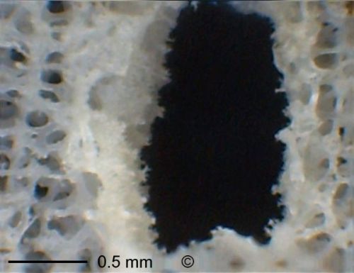Pores. Locality. Teutonia, Misburg
Width: 180 mm