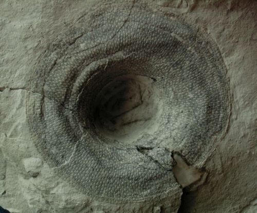 Locality. Teutonia, Misburg
Width: 180 mm