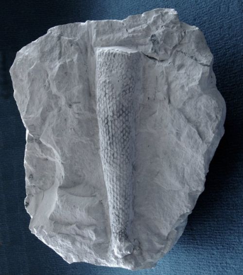 Locality. Germania IV, Misburg
Height: 180 mm