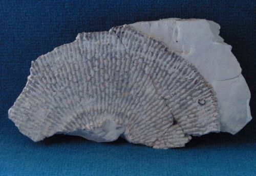 Locality. Teutonia, Misburg
Width: 180 mm