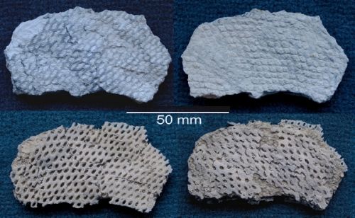 Unetched and etched specimen. Locality. Teutonia, Misburg
Width: 180 mm