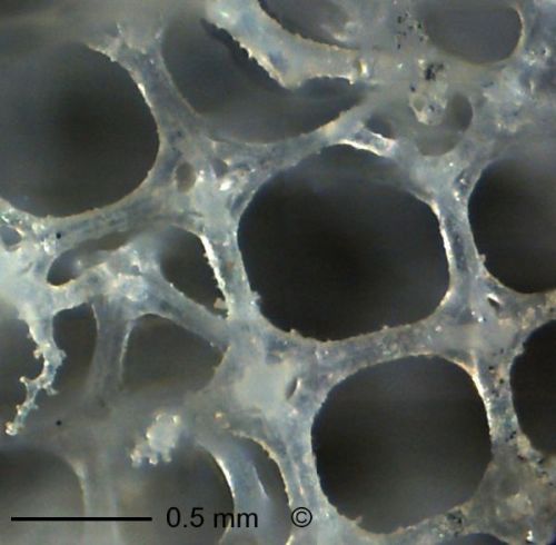 Parenchymal skeleton. Locality. Teutonia, Misburg
Width: 180 mm