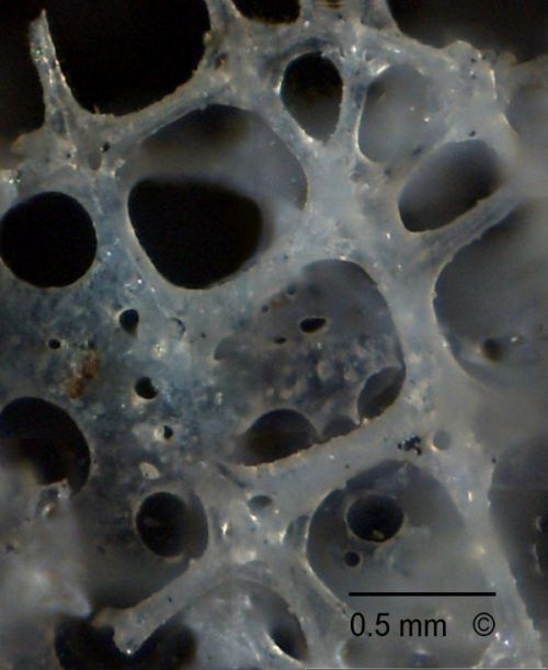Parenchymal skeleton. Locality. Teutonia, Misburg