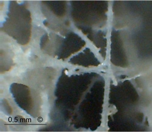 Parenchymal skeleton. Locality. Teutonia, Misburg