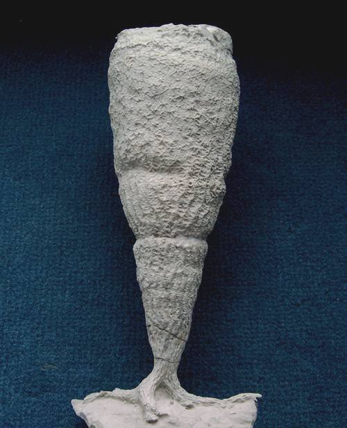 Locality. Alemannia, Höver.
Height: 180 mm