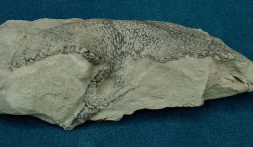 Locality. Teutonia, Misburg
Width: 170 mm