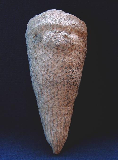 Locality. Alemannia, Höver
Height: 200 mm