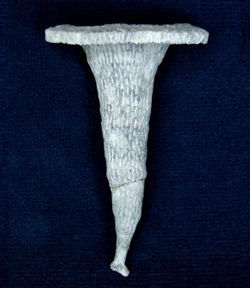 Locality: Teutonia, Misburg
Height: 120 mm