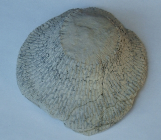 Locality: Teutonia, Misburg
Diameter: 100 mm
underside