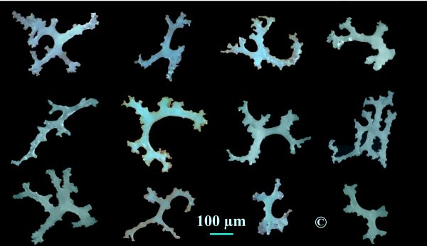 Locality: Teutonia, Misburg