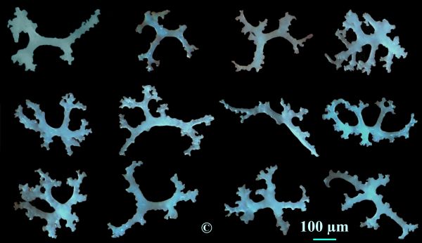 Locality: Teutonia, Misburg