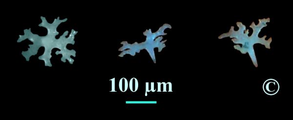 Locality: Teutonia, Misburg