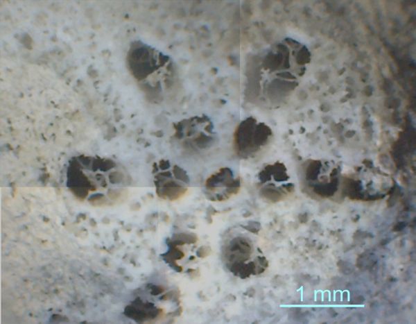 Locality: Teutonia, Misburg